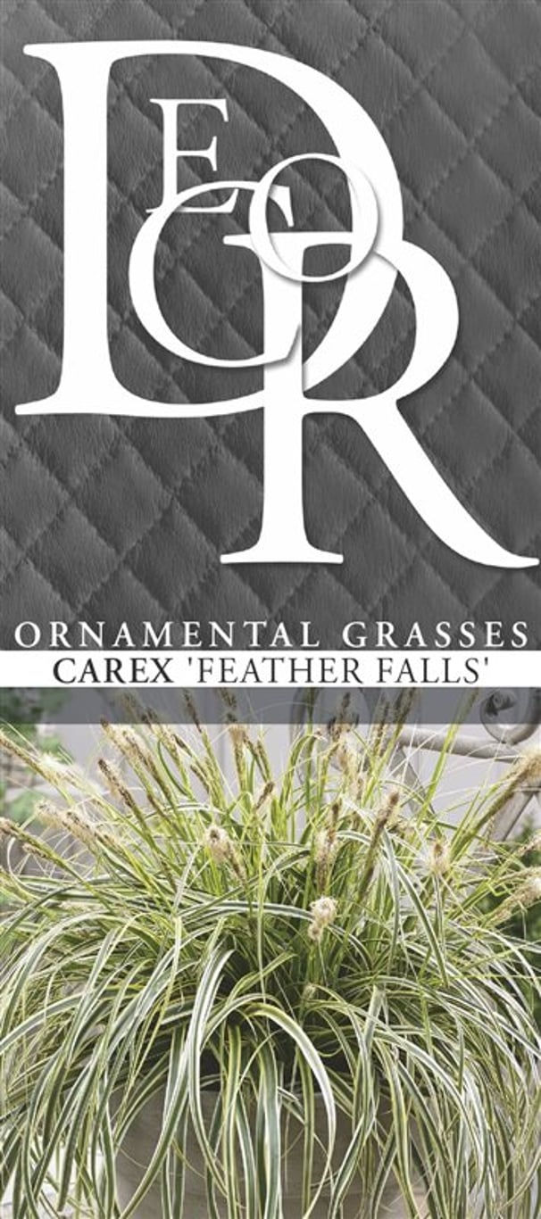 Carex 'Feather Falls' - C5
